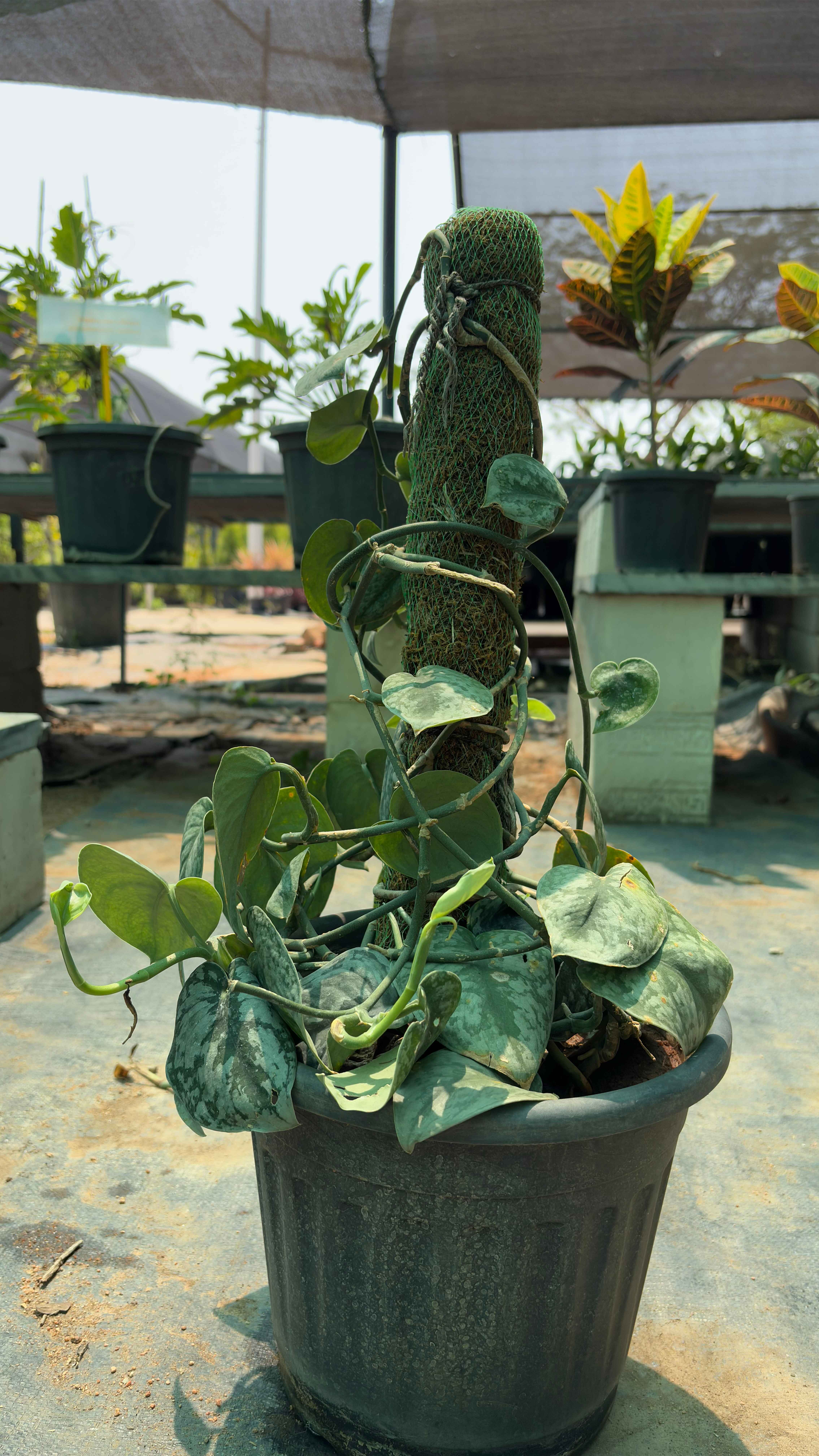 Hoya curtisii